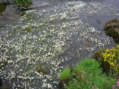River Water Crowfoot in Scandal Beck